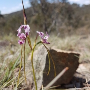 Diuris dendrobioides at suppressed - suppressed