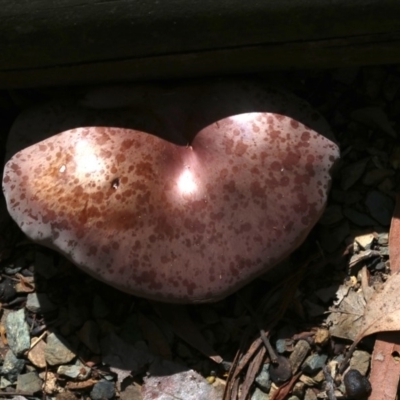 Leucopaxillus lilacinus (Purple Turnover) - 26 Oct 2018 by jb2602
