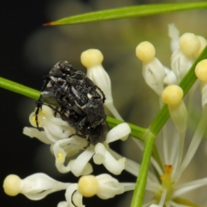 Microvalgus sp. (genus) at Acton, ACT - 28 Oct 2018