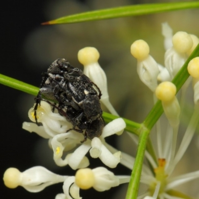 Microvalgus sp. (genus) (Flower scarab) at Acton, ACT - 28 Oct 2018 by TimL