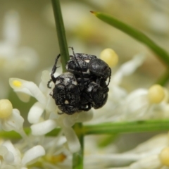 Microvalgus sp. (genus) at Acton, ACT - 28 Oct 2018