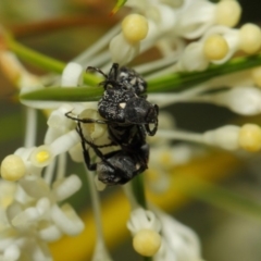 Microvalgus sp. (genus) at Acton, ACT - 28 Oct 2018