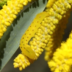 Capusa cuculloides at Acton, ACT - 23 Oct 2018