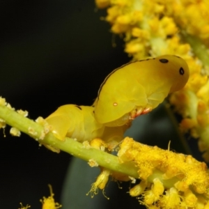 Capusa cuculloides at Acton, ACT - 23 Oct 2018