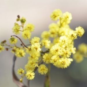 Acacia rubida at Wamboin, NSW - 30 Sep 2018