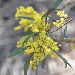 Acacia rubida at Wamboin, NSW - 30 Sep 2018