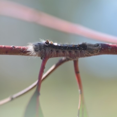 Porela (genus) (A porela moth) at Wamboin, NSW - 30 Sep 2018 by natureguy