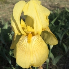 Iris germanica (Tall Bearded Iris) at Lyneham, ACT - 25 Oct 2018 by RWPurdie