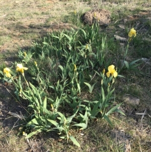 Iris germanica at Lyneham, ACT - 26 Oct 2018 12:00 AM