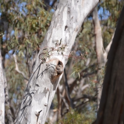 Aegotheles cristatus (Australian Owlet-nightjar) at Amaroo, ACT - 1 Oct 2018 by natureguy