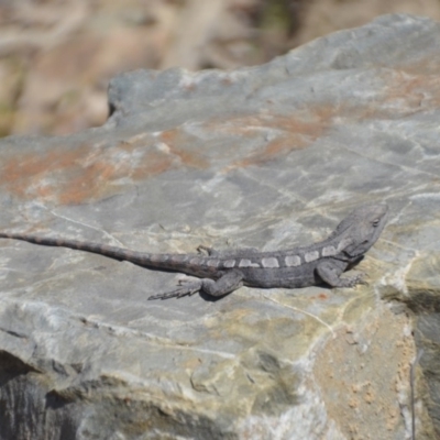 Amphibolurus muricatus (Jacky Lizard) at Forde, ACT - 1 Oct 2018 by natureguy