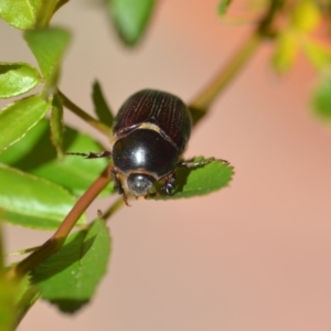 Adoryphorus coulonii at Wamboin, NSW - 1 Oct 2018 05:00 PM