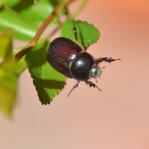 Adoryphorus coulonii at Wamboin, NSW - 1 Oct 2018 05:00 PM