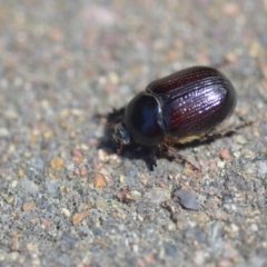 Adoryphorus coulonii at Wamboin, NSW - 1 Oct 2018 05:00 PM