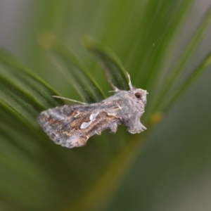 Chrysodeixis argentifera at Wamboin, NSW - 3 Oct 2018