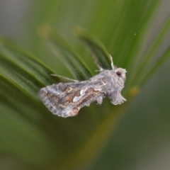 Chrysodeixis argentifera at Wamboin, NSW - 3 Oct 2018 09:04 PM