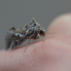 Chrysodeixis argentifera at Wamboin, NSW - 3 Oct 2018 09:04 PM