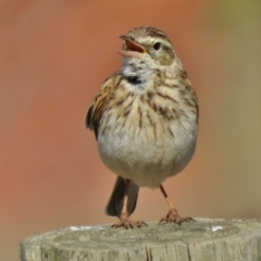 Anthus australis (Australian Pipit) at Tuggeranong DC, ACT - 28 Oct 2018 by JohnBundock