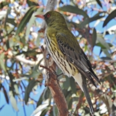 Oriolus sagittatus (Olive-backed Oriole) at Tuggeranong DC, ACT - 28 Oct 2018 by JohnBundock