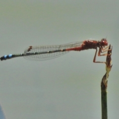 Xanthagrion erythroneurum (Red & Blue Damsel) at Googong, NSW - 29 Oct 2018 by JohnBundock