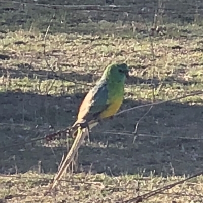 Psephotus haematonotus (Red-rumped Parrot) at Symonston, ACT - 29 Oct 2018 by Callum Brae Rural Property