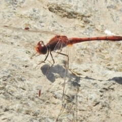 Diplacodes bipunctata (Wandering Percher) at Googong, NSW - 29 Oct 2018 by JohnBundock