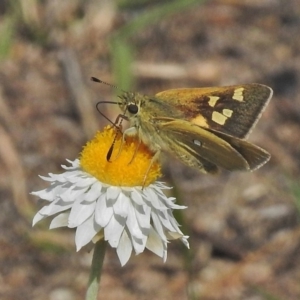 Trapezites luteus at Googong, NSW - 29 Oct 2018