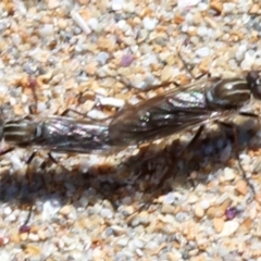 Nanexila sp. (Stiletto fly) at Rosedale, NSW - 27 Oct 2018 by jb2602