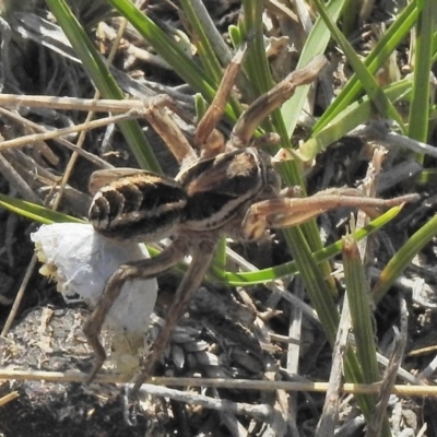 Lycosidae (family) (Wolf spider) at Googong, NSW - 29 Oct 2018 by JohnBundock