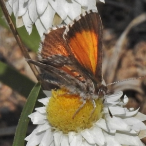 Lucia limbaria at Googong, NSW - 29 Oct 2018 01:57 PM