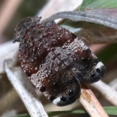 Platybrachys decemmacula (Green-faced gum hopper) - 26 Oct 2018 by jb2602