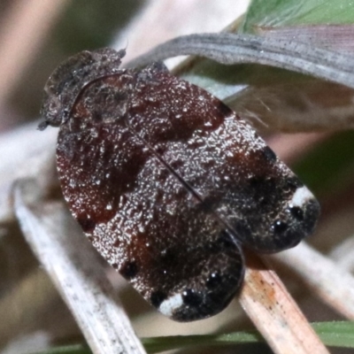 Platybrachys decemmacula (Green-faced gum hopper) at Undefined - 26 Oct 2018 by jb2602