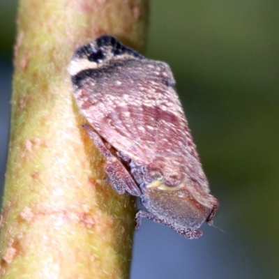 Platybrachys decemmacula (Green-faced gum hopper) at Ainslie, ACT - 29 Oct 2018 by jb2602