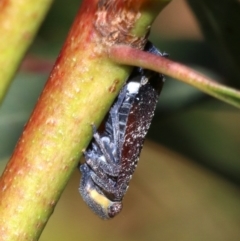 Platybrachys decemmacula at Ainslie, ACT - 29 Oct 2018