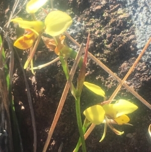 Diuris sulphurea at Pearce, ACT - 28 Oct 2018