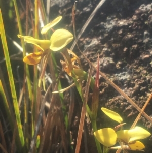 Diuris sulphurea at Pearce, ACT - 28 Oct 2018