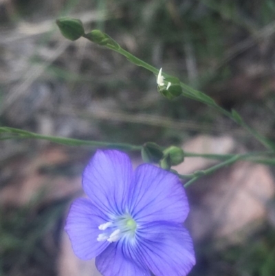 Linum marginale (Native Flax) at Mount Taylor - 23 Oct 2018 by George