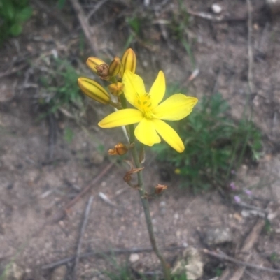 Bulbine bulbosa (Golden Lily) at Torrens, ACT - 23 Oct 2018 by George