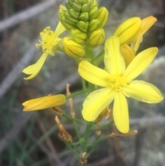 Bulbine glauca (Rock Lily) at Mount Taylor - 24 Oct 2018 by George