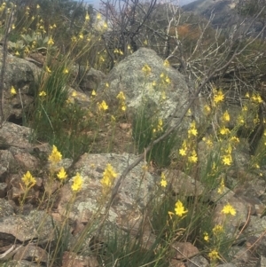 Bulbine glauca at Mount Taylor - 24 Oct 2018 09:54 AM