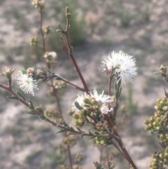 Kunzea ericoides (Burgan) at Mount Taylor - 23 Oct 2018 by George