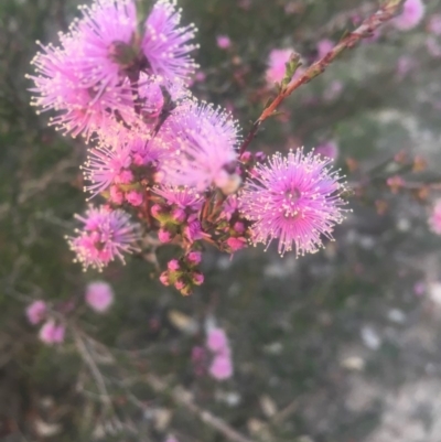 Kunzea parvifolia (Violet Kunzea) at Mount Taylor - 23 Oct 2018 by George