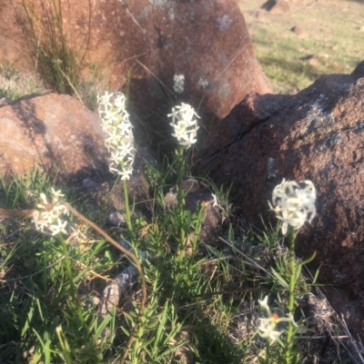Stackhousia monogyna (Creamy Candles) at Chifley, ACT - 23 Oct 2018 by George