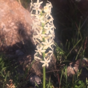 Stackhousia monogyna at Chifley, ACT - 23 Oct 2018