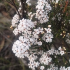 Leucopogon sp. (A Beard-heath) at Kambah, ACT - 23 Oct 2018 by George