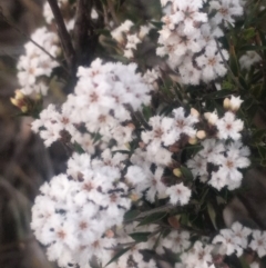 Leucopogon or Styphelia sp. at Kambah, ACT - 23 Oct 2018 07:07 PM