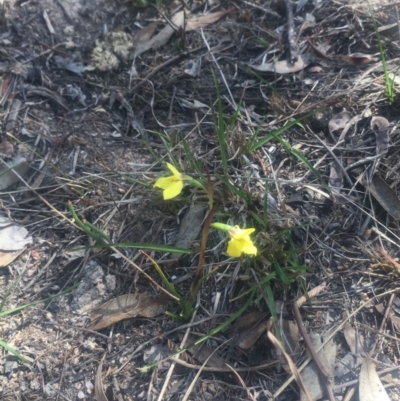 Diuris chryseopsis (Golden Moth) at Kambah, ACT - 7 Oct 2018 by George