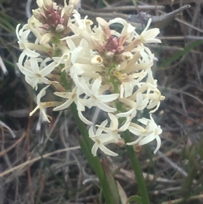 Stackhousia monogyna (Creamy Candles) at Pearce, ACT - 4 Oct 2018 by George