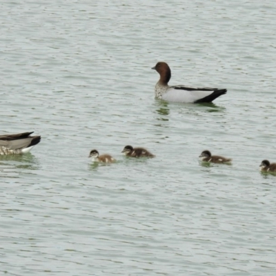 Chenonetta jubata (Australian Wood Duck) at Yarralumla, ACT - 29 Oct 2018 by RodDeb