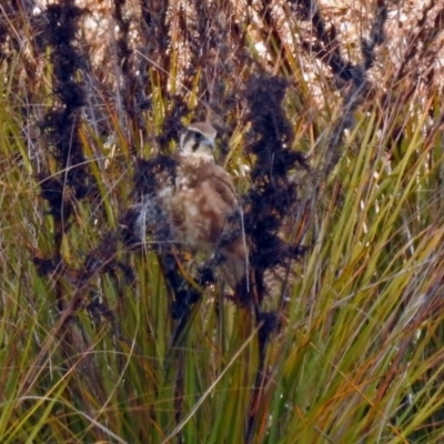 Falco berigora (Brown Falcon) at Molonglo Valley, ACT - 29 Oct 2018 by RodDeb